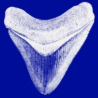 SharkToothID icon