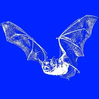 pipistrelle icon