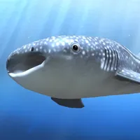 whale shark that grows calmly icon