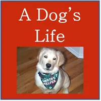 Dog's Life - Double Solitaire icon