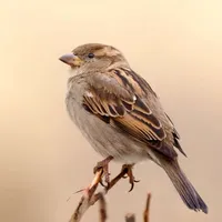 Sparrow sms icon