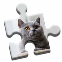 British Shorthair Puzzle icon