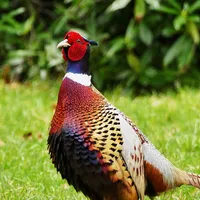 Pheasant Calls icon