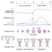 Basal Body Temperature Calc. icon