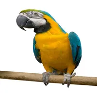 Talking Parrot icon