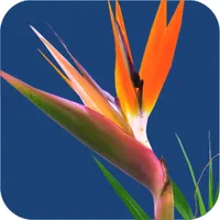 floralapp icon