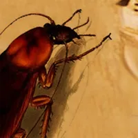 Nasty Cucaracha icon