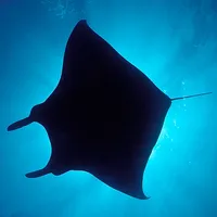 Silhouettes Underwater icon