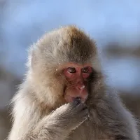 Snow Monkeys icon