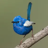 Uluru Birds icon