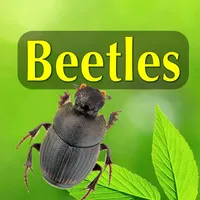 North American Beetles icon