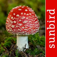 Pilze Sammeln + Bestimmen icon