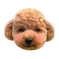 泰迪Poodle icon