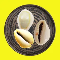 My divination cowrie shells icon