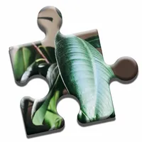 House Plants Puzzle icon