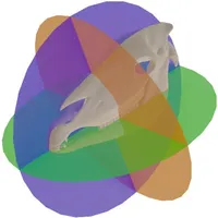Röntgen am Pferdekopf icon