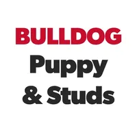 Bulldog Puppy icon