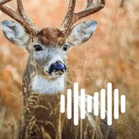 Hunting Calls: Deer icon