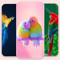 Birds live Wallpaper - 4k icon