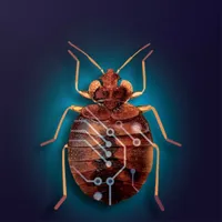 IBug icon