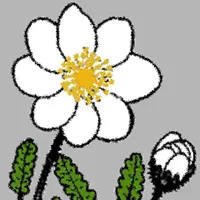 NT Wildflowers icon