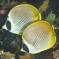 Philippines Fish ID icon