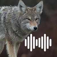 Hunting Calls: Coyote icon