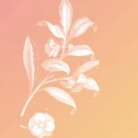CamelliaTeas icon