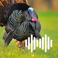 Hunting Calls: Turkey icon