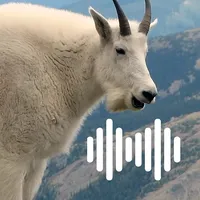 Hunting Calls: Goat icon