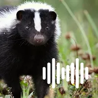 Hunting Calls: Skunk icon