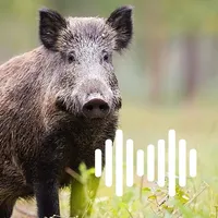 Hunting Calls: Pig icon