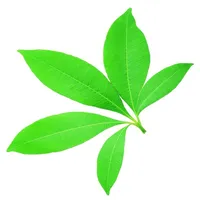 Doctor for your plant icon