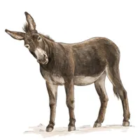 Soninke – Kaadundaabanu icon