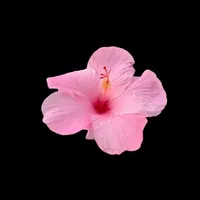 WallRizz: Cool 4K Wallpapers icon