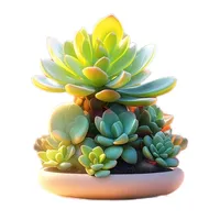 多肉百科-肉肉爱好者的必备工具之多肉百科知识大全 icon