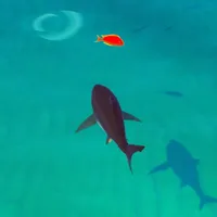 Idle Shark RPG Universe icon