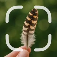 Identifier: Feather icon