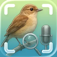 Bird Sound Identifier - Ornis icon