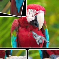 JigPic World Journey icon