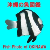 Fish Photo of OKINAWA icon