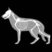 3D Canine Anatomy icon