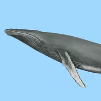 Dolphins and Whales icon