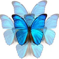 N'Back Butterfly icon