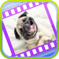 Funny Dog Videos - Funniest Moments icon