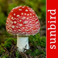 Mushroom Id North America icon