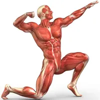 Human Muscular System Trivia icon