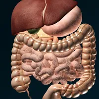 ORGANS 3D (ANATOMY) icon