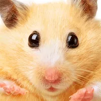 Hamster Jigsaw Puzzle Games icon