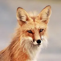 Fox Wallpapers icon